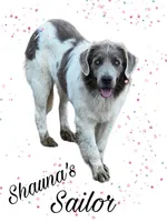 Boomer, a male Newfoundland for sale in Pikeville, TN – 5 of 7