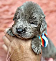 Ocean, a male Newfoundland for sale in Pikeville, TN – Photo 2 of 3