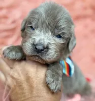 Ocean, a male Newfoundland for sale in Pikeville, TN – Photo 3 of 3