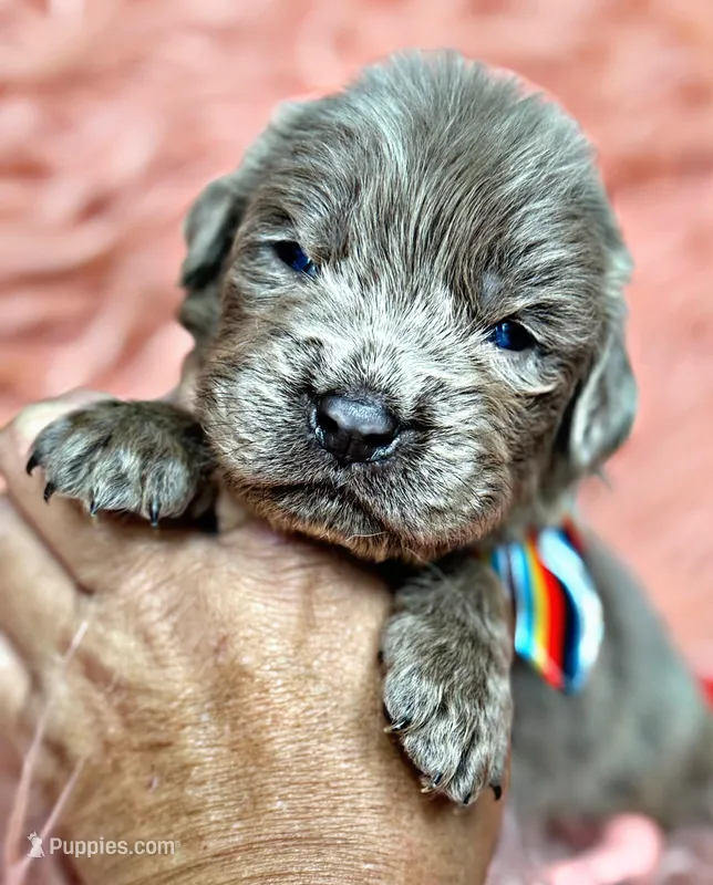 Ocean, a male Newfoundland for sale in Pikeville, TN – Photo 1 of 3