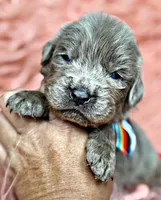 Ocean, a male Newfoundland for sale in Pikeville, TN – Photo 1 of 3