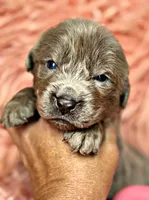 Zeus, a male Newfoundland for sale in Pikeville, TN – Photo 4 of 5