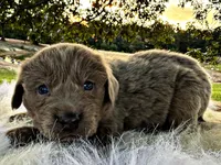 Zeus, a male Newfoundland for sale in Pikeville, TN – Photo 2 of 5