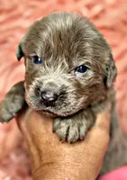 Zeus, a male Newfoundland for sale in Pikeville, TN – Photo 3 of 5