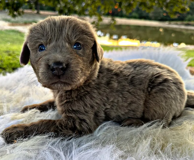 Zeus, a male Newfoundland for sale in Pikeville, TN – Photo 1 of 5