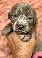 Zeus, a male Newfoundland for sale in Pikeville, TN – Photo 5 of 5