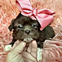 Polly, a female Shih Tzu for sale in Pikeville, TN – Photo 1 of 2