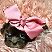 Polly, a female Shih Tzu for sale in Pikeville, TN – Photo 2 of 2