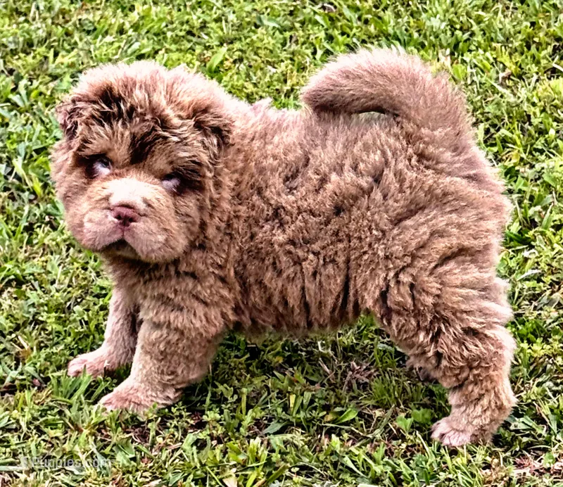 Boomer – Chinese Shar-Pei puppy for sale in Pikeville, TN