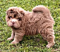 Boomer, a male Chinese Shar-Pei for sale in Pikeville, TN – 1 of 3