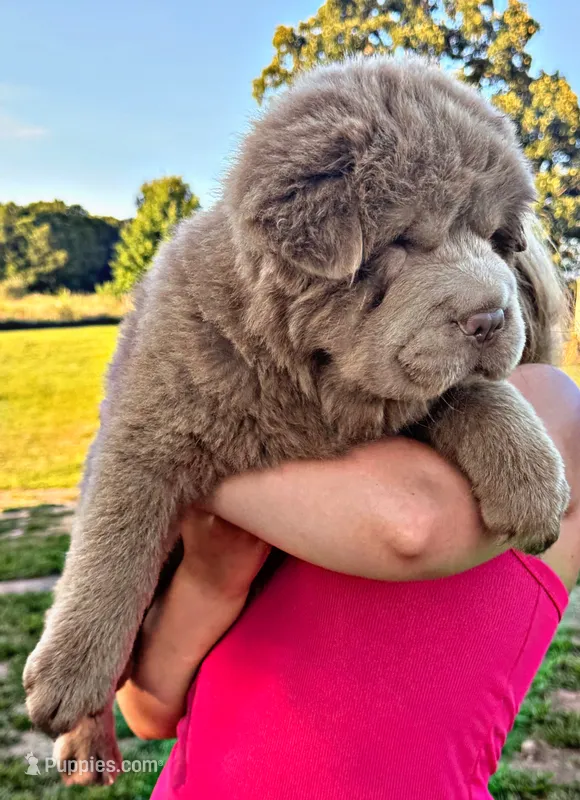 Boomer – Chinese Shar-Pei puppy for sale in Pikeville, TN