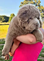 Boomer, a male Chinese Shar-Pei for sale in Pikeville, TN – 1 of 10