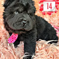 Bear, a male Chinese Shar-Pei for sale in Pikeville, TN – Photo 3 of 3