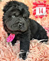 Bear, a male Chinese Shar-Pei for sale in Pikeville, TN – Photo 3 of 3