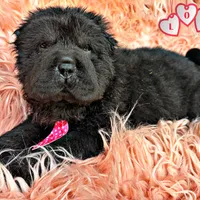 Bear, a male Chinese Shar-Pei for sale in Pikeville, TN – Photo 1 of 3