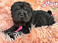 Bear, a male Chinese Shar-Pei for sale in Pikeville, TN – Photo 1 of 3