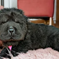 Bear, a male Chinese Shar-Pei for sale in Pikeville, TN – Photo 2 of 3