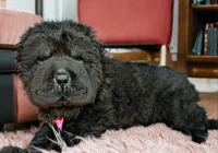 Bear, a male Chinese Shar-Pei for sale in Pikeville, TN – Photo 2 of 3