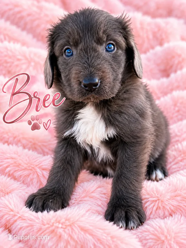 Bree – Newfoundland puppy for sale in Pikeville, TN