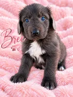 Bree, a female Newfoundland for sale in Pikeville, TN – 1 of 3