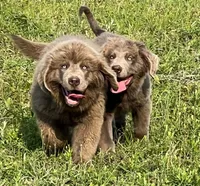 Jabba, a male Newfoundland for sale in Pikeville, TN – 6 of 7