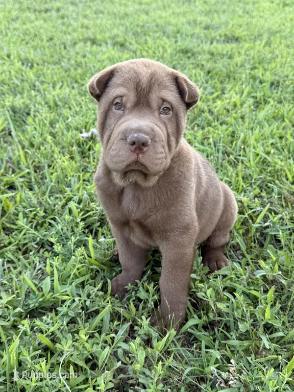 Jonah – Chinese Shar-Pei puppy for sale in Pikeville, TN