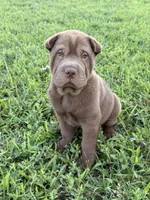 Jonah, a male Chinese Shar-Pei for sale in Pikeville, TN – 1 of 7