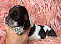 Wren, a female Cocker Spaniel for sale in Pikeville, TN – Photo 4 of 4