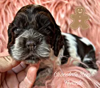 Wren, a female Cocker Spaniel for sale in Pikeville, TN – Photo 1 of 4