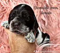 Wren, a female Cocker Spaniel for sale in Pikeville, TN – Photo 3 of 4