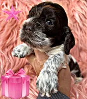 Wren, a female Cocker Spaniel for sale in Pikeville, TN – Photo 2 of 4