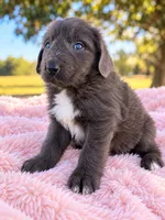 Bree, a female Newfoundland for sale in Pikeville, TN – 2 of 3