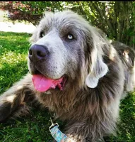 Silver Puppies, a female Newfoundland for sale in Pikeville, TN – 3 of 3