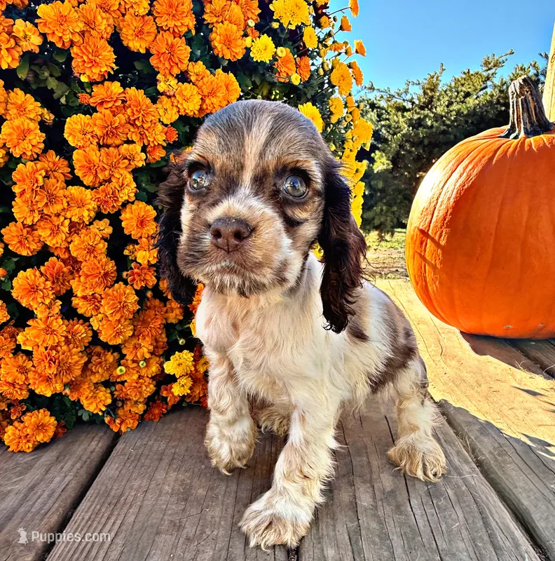 Jessie – Cocker Spaniel puppy for sale in Pikeville, TN