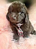 Briggs, a male Newfoundland for sale in Pikeville, TN – 3 of 3