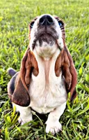 Jonesy, a male Basset Hound for sale in Pikeville, TN – 5 of 7