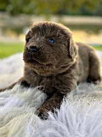 Roo, a female Newfoundland for sale in Pikeville, TN – Photo 5 of 8