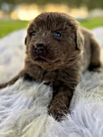 Roo, a female Newfoundland for sale in Pikeville, TN – Photo 6 of 8