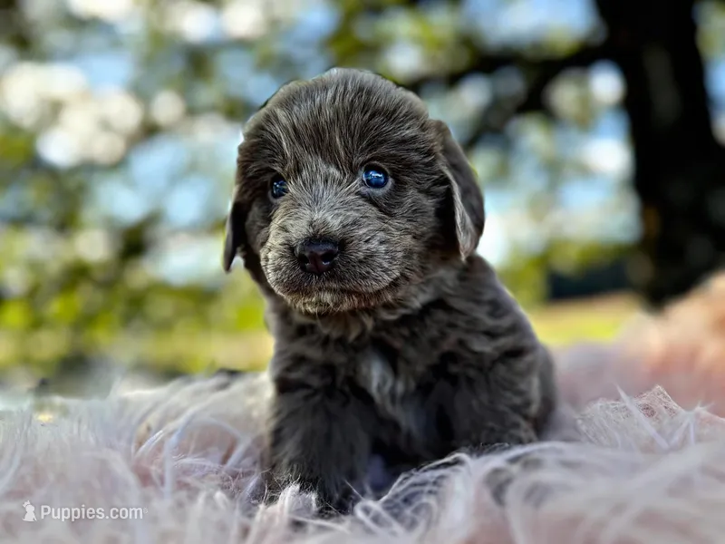 Roo, a female Newfoundland for sale in Pikeville, TN – Photo 1 of 8