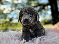 Roo, a female Newfoundland for sale in Pikeville, TN – Photo 1 of 8