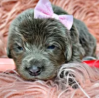 Roo, a female Newfoundland for sale in Pikeville, TN – Photo 8 of 8