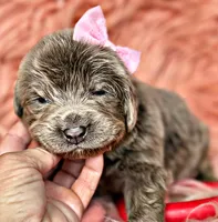 Roo, a female Newfoundland for sale in Pikeville, TN – Photo 7 of 8