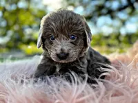 Roo, a female Newfoundland for sale in Pikeville, TN – Photo 2 of 8