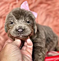 Roo, a female Newfoundland for sale in Pikeville, TN – Photo 4 of 8