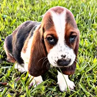 Jonesy, a male Basset Hound for sale in Pikeville, TN – 2 of 7