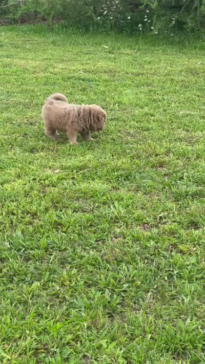Boomer, a male Chinese Shar-Pei for sale in Pikeville, TN – 3 of 3