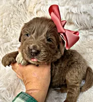 Lillie, a female Newfoundland for sale in Pikeville, TN – Photo 1 of 5