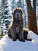 Lillie, a female Newfoundland for sale in Pikeville, TN – Photo 5 of 5