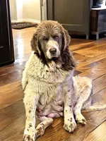 Lillie, a female Newfoundland for sale in Pikeville, TN – Photo 3 of 5