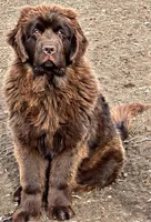 Toby, a male Newfoundland for sale in Pikeville, TN – 3 of 4
